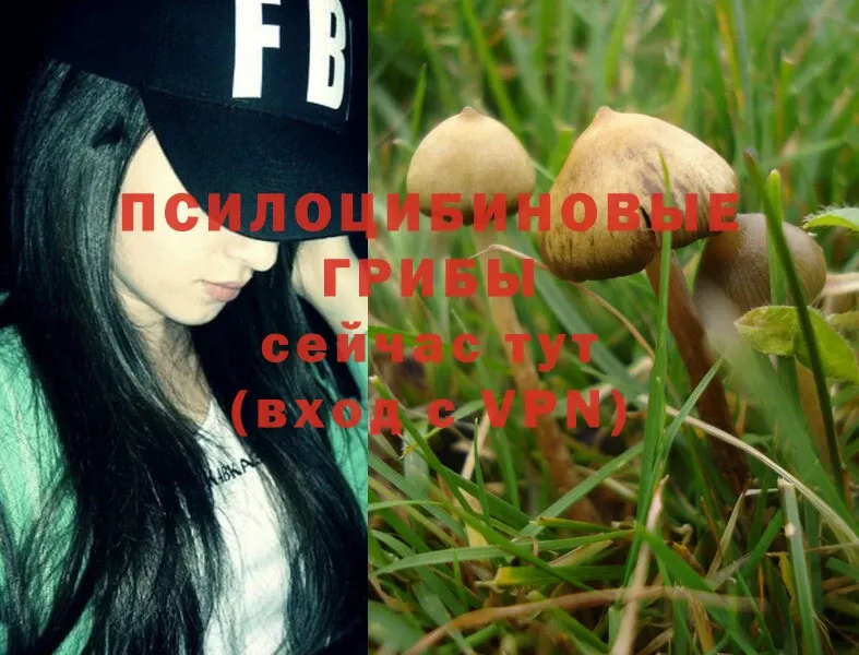 Псилоцибиновые грибы Psilocybe  купить   Подпорожье 